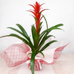 GUZMANIA